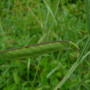 Photographie n°2431300 du taxon Lathyrus annuus L. [1753]