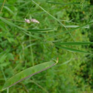 Photographie n°2431301 du taxon Lathyrus annuus L. [1753]