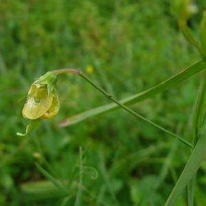 Photographie n°2431302 du taxon Lathyrus annuus L. [1753]