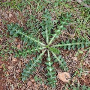 Photographie n°2431305 du taxon Cirsium tuberosum (L.) All.