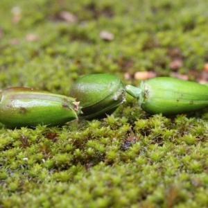 Photographie n°2431329 du taxon Thuja occidentalis L.