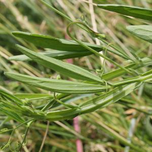 Photographie n°2431332 du taxon Lathyrus hirsutus L.