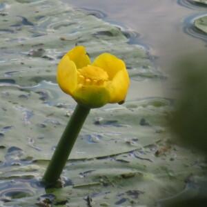 Photographie n°2431340 du taxon Nuphar lutea (L.) Sm.