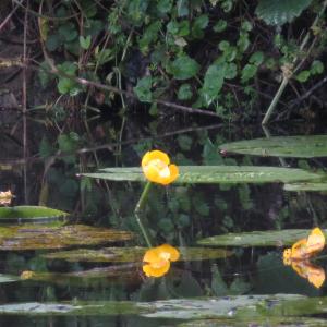 Photographie n°2431342 du taxon Nuphar lutea (L.) Sm.