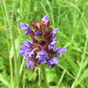 Photographie n°2431356 du taxon Prunella vulgaris L.