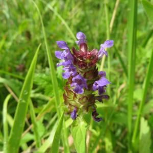 Photographie n°2431360 du taxon Prunella vulgaris L.