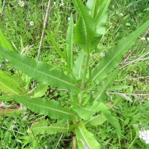 Photographie n°2431390 du taxon Dipsacus fullonum L.