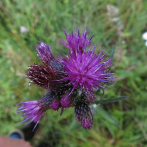 Photographie n°2431436 du taxon Cirsium palustre (L.) Scop.