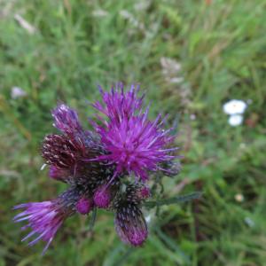 Photographie n°2431437 du taxon Cirsium palustre (L.) Scop.