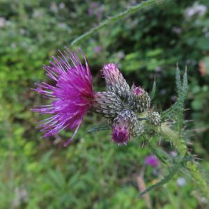 Photographie n°2431439 du taxon Cirsium palustre (L.) Scop.