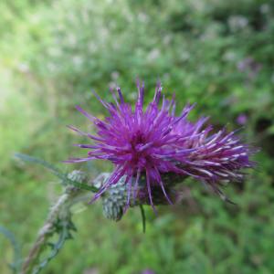 Photographie n°2431440 du taxon Cirsium palustre (L.) Scop.