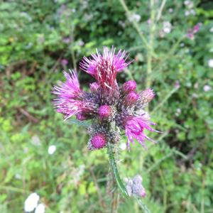 Photographie n°2431441 du taxon Cirsium palustre (L.) Scop.