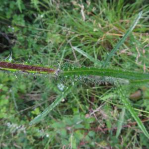 Photographie n°2431444 du taxon Cirsium palustre (L.) Scop.