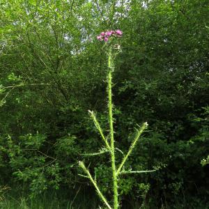 Photographie n°2431447 du taxon Cirsium palustre (L.) Scop.