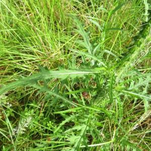 Photographie n°2431450 du taxon Cirsium palustre (L.) Scop.