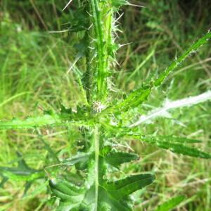 Photographie n°2431453 du taxon Cirsium palustre (L.) Scop.