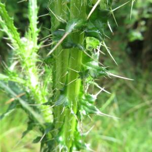 Photographie n°2431454 du taxon Cirsium palustre (L.) Scop.