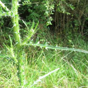 Photographie n°2431455 du taxon Cirsium palustre (L.) Scop.