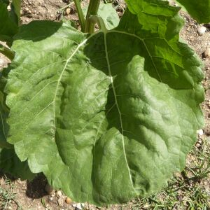 Photographie n°2431478 du taxon Helianthus annuus L. [1753]