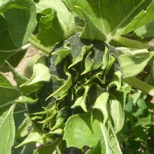 Photographie n°2431479 du taxon Helianthus annuus L. [1753]