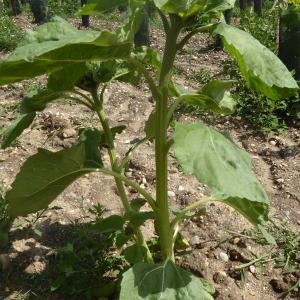 Photographie n°2431483 du taxon Helianthus annuus L. [1753]