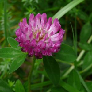Photographie n°2431507 du taxon Trifolium medium subsp. medium