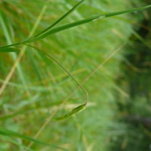 Photographie n°2431514 du taxon Lathyrus nissolia L. [1753]