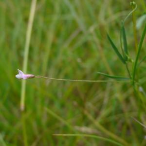 Photographie n°2431521 du taxon Ervum gracile (Lois.) DC.