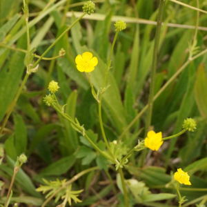 Photographie n°2431535 du taxon Ranunculus bulbosus L. [1753]