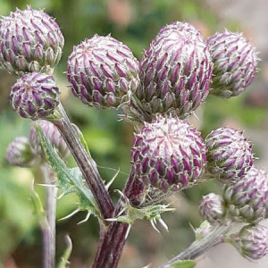 Photographie n°2431557 du taxon Cirsium arvense (L.) Scop.