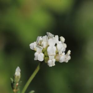 Photographie n°2431589 du taxon Lotus dorycnium L.