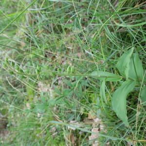 Photographie n°2431664 du taxon Epipactis helleborine (L.) Crantz [1769]