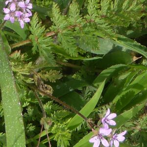 Photographie n°2431694 du taxon Erodium cicutarium (L.) L'Hér.