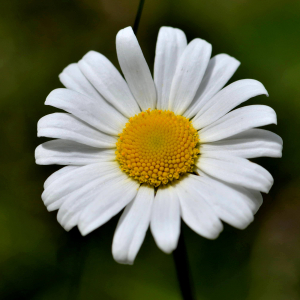 Photographie n°2431720 du taxon Leucanthemum vulgare Lam. [1779]