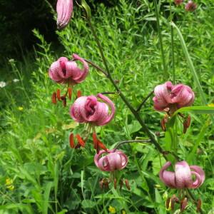 Photographie n°2431760 du taxon Lilium martagon L.