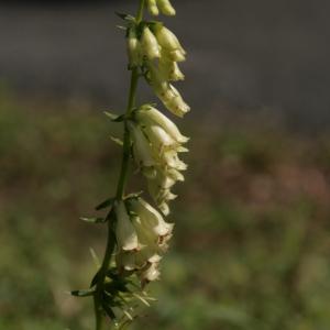 Photographie n°2431821 du taxon Digitalis lutea L. [1753]