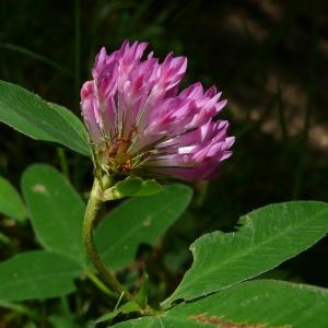 Photographie n°2431831 du taxon Trifolium medium subsp. medium