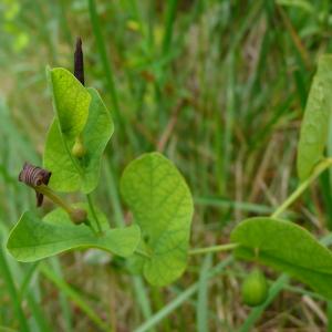 Photographie n°2431842 du taxon Aristolochia rotunda L. [1753]