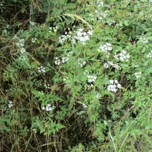 Photographie n°2431853 du taxon Torilis arvensis (Huds.) Link