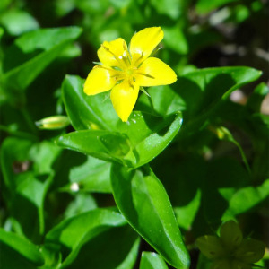 Photographie n°2431895 du taxon Lysimachia nemorum L. [1753]