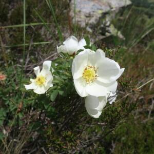 Photographie n°2431898 du taxon Rosa spinosissima L. [1753]