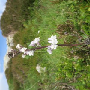 Photographie n°2431900 du taxon Linaria repens (L.) Mill. [1768]