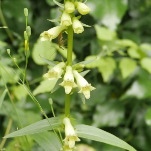 Photographie n°2431949 du taxon Digitalis lutea L.