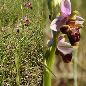 Photographie n°2431978 du taxon Ophrys scolopax subsp. scolopax