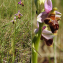  Christian Widmann - Ophrys scolopax subsp. scolopax