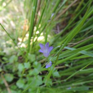 Photographie n°2432035 du taxon Wahlenbergia hederacea (L.) Rchb.