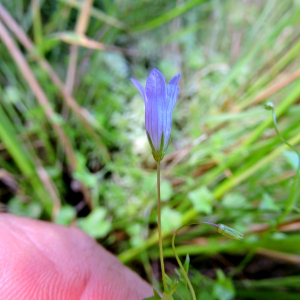 Photographie n°2432039 du taxon Wahlenbergia hederacea (L.) Rchb.