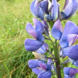 Photographie n°2432041 du taxon Lupinus polyphyllus Lindl.