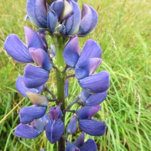 Photographie n°2432042 du taxon Lupinus polyphyllus Lindl.