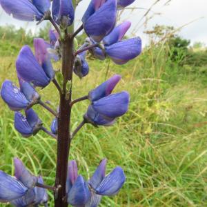 Photographie n°2432043 du taxon Lupinus polyphyllus Lindl.